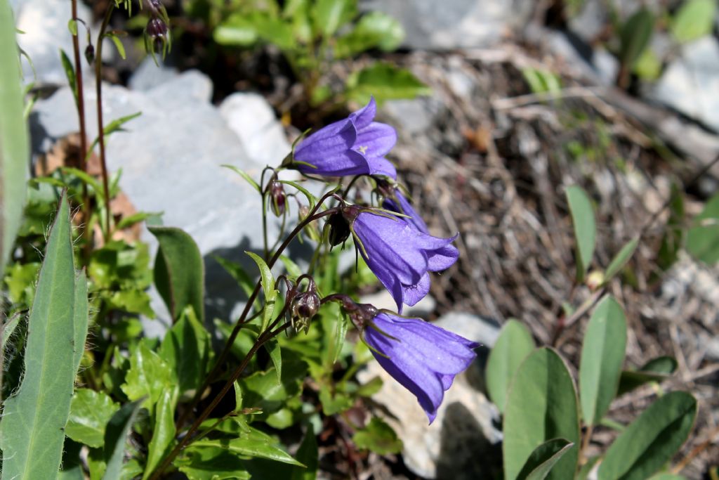 Campanula cochleariifolia (Campanulaceae)